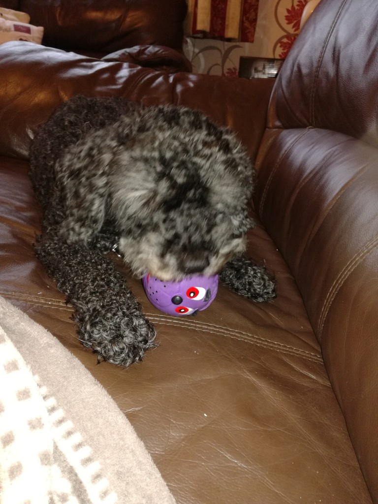 Finally Toby has a toy by plainjaneandnononsense