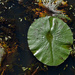 Lily leaf by jeneurell