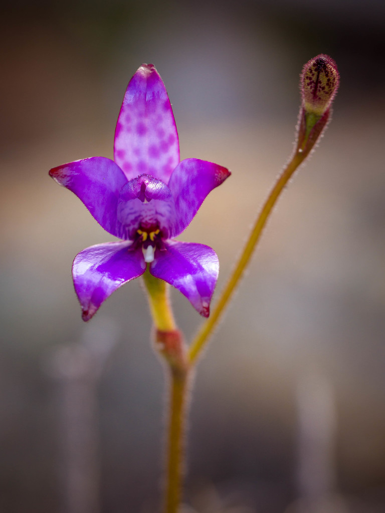 Purple Enamel Orchid by jodies