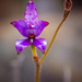 Purple Enamel Orchid by jodies