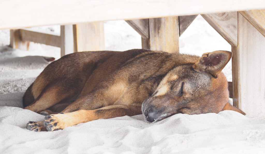Just another sleeping dog by fotoblah
