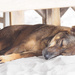 Just another sleeping dog by fotoblah
