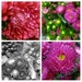Asters in the Supermarket by 30pics4jackiesdiamond