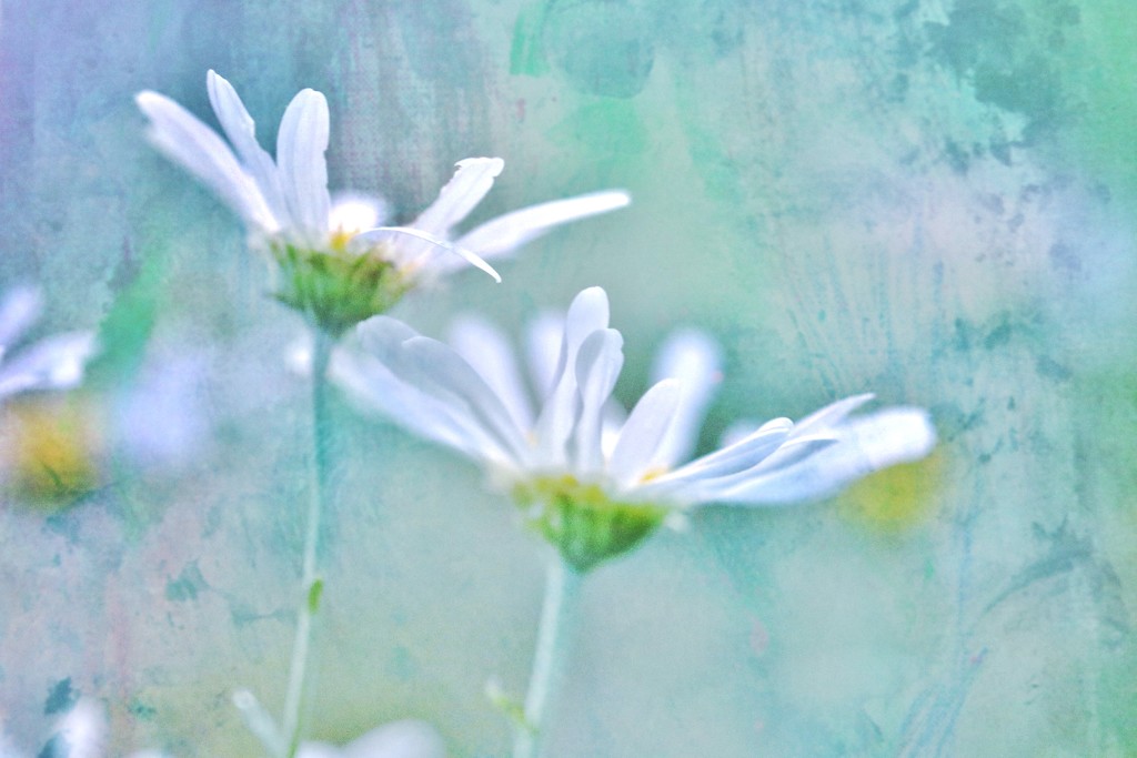 painted daisies by lynnz