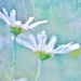 painted daisies by lynnz