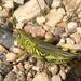 Grasshopper by bjchipman
