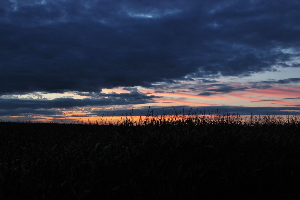 Sunset over the Corn by bjchipman