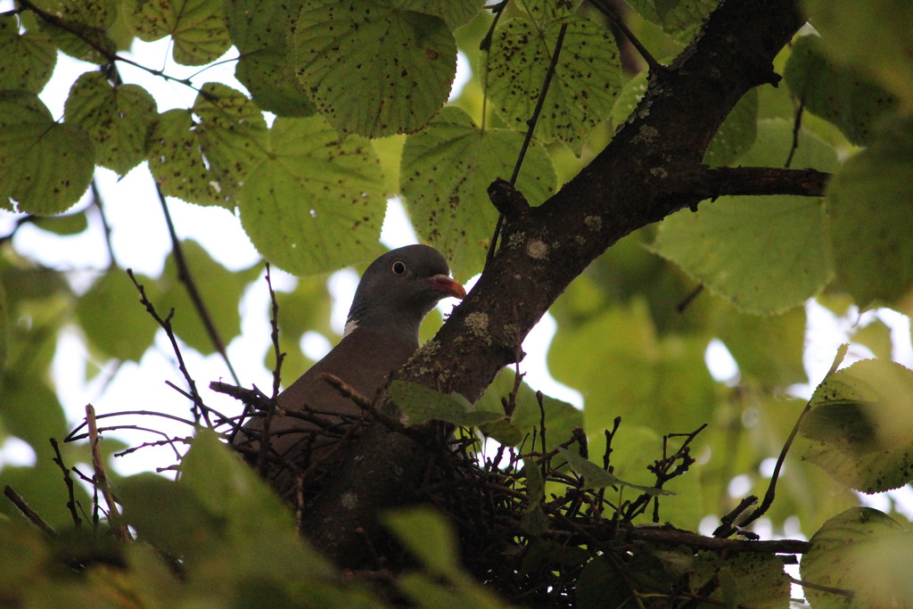 Common wood pigeon (Columba palumbus) - Sepelkyyhky, Ringduva  by annelis
