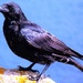 Crow by rubyshepherd