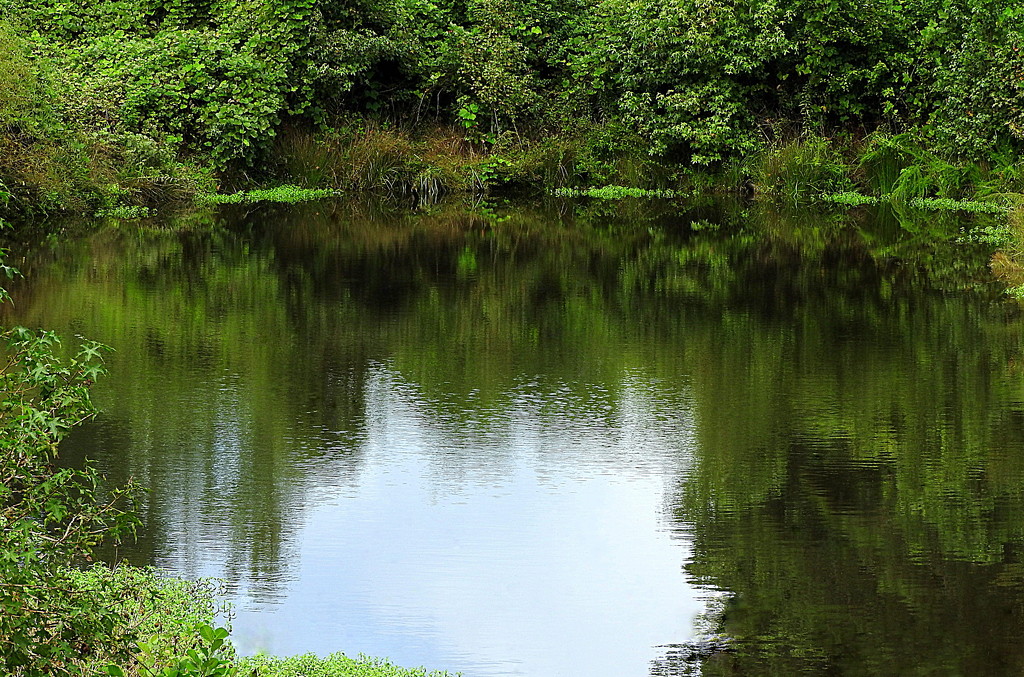 Little pond, big reflection by homeschoolmom