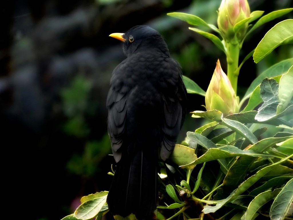 My Blackbird by maggiemae
