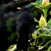 My Blackbird by maggiemae