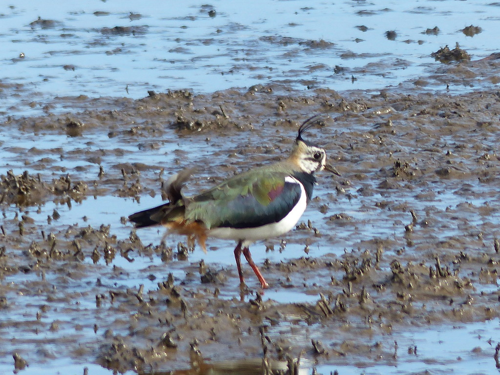  Lapwing  by susiemc