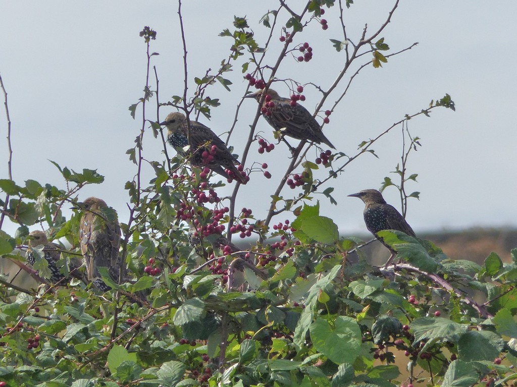  Starlings  by susiemc