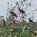  Starlings  by susiemc