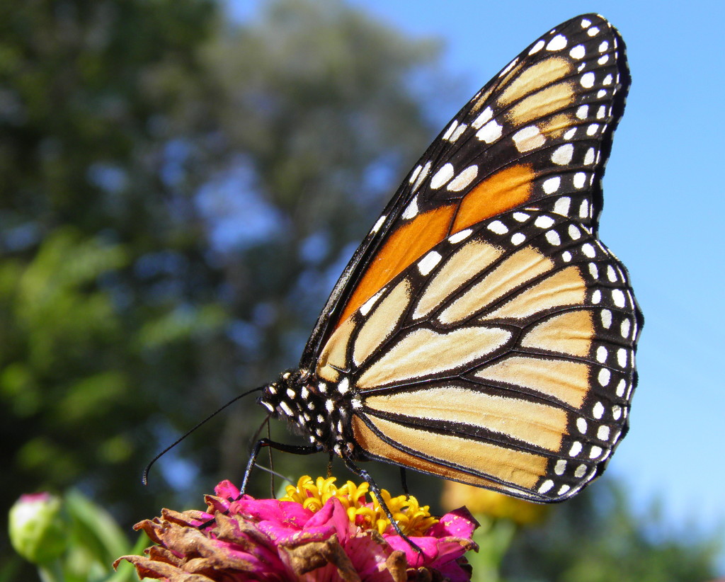 Migrating Monarch by daisymiller