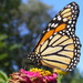 Migrating Monarch by daisymiller