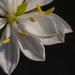 Milk-maid flower by gosia