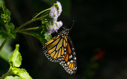 22nd Sep 2016 - Monarch Butterfly!