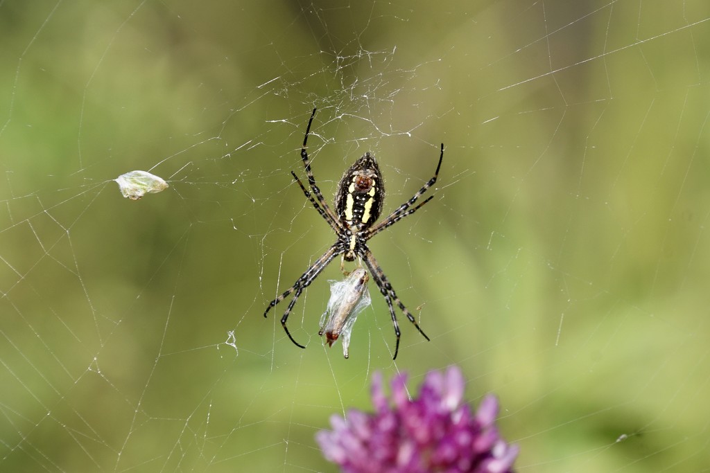 black and yellow garden spider by amyk