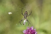 22nd Sep 2016 - black and yellow garden spider