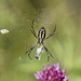 black and yellow garden spider by amyk