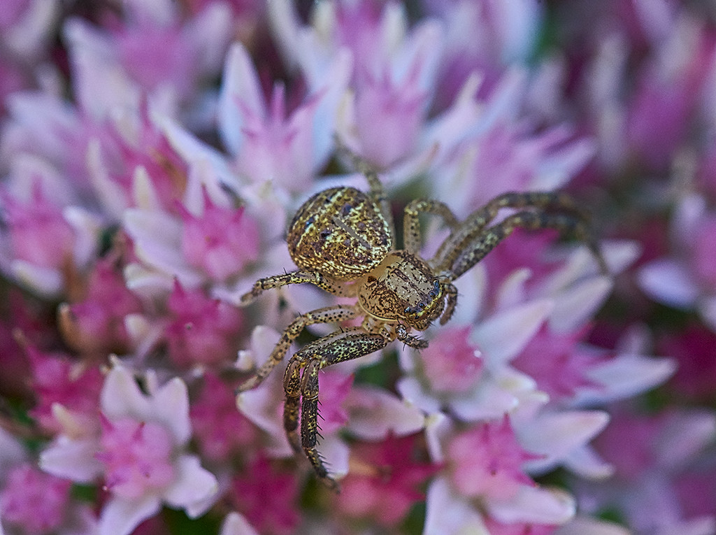 Spider on Pink by gardencat