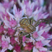 Spider on Pink by gardencat