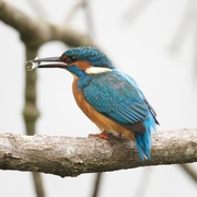 23rd Sep 2016 - Kingfisher with fish
