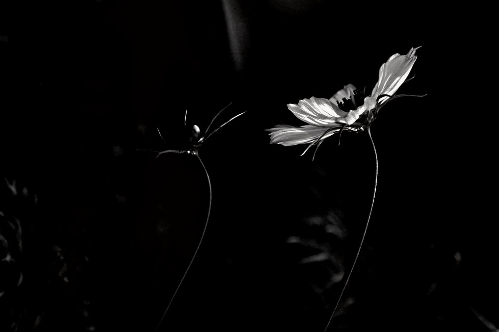 Cosmos in the shadows by ziggy77