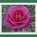 A September flowering pink rose. by grace55