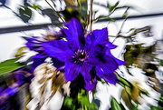 23rd Sep 2016 - Bit of Fun with a Clematis!