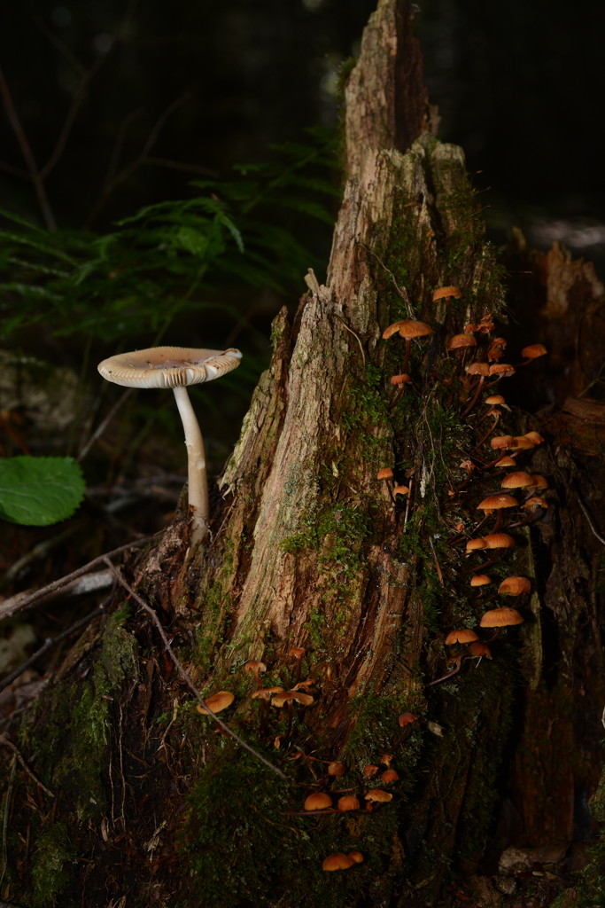 Fungi on a stump by jayberg