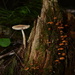Fungi on a stump by jayberg