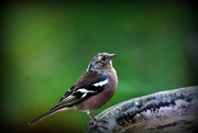 23rd Sep 2016 - Male chaffinch