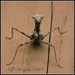 Praying Mantis Standoff by soylentgreenpics