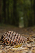 23rd Sep 2016 - The Pinecone