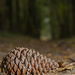 The Pinecone by leonbuys83