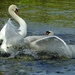 Swan Lake Rage by helenhall