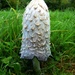 Shaggy Ink Cap  - Coprinus comatus by julienne1