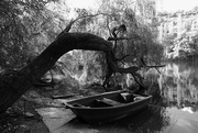 23rd Sep 2016 - Project 52: Week 39 - Rowboat and Tree
