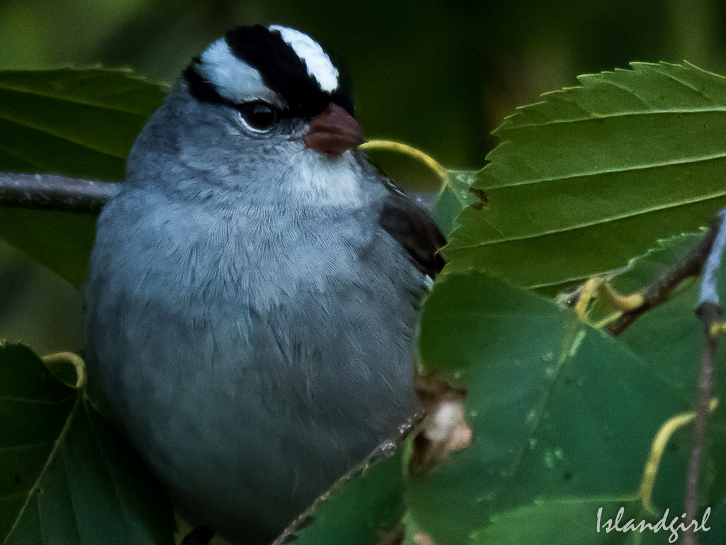 White Throated Sparrow  by radiogirl