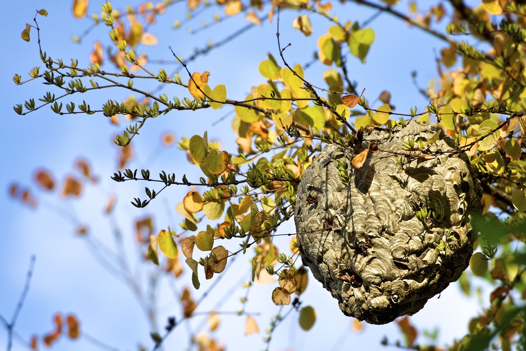 Wasp's Nest by kwind