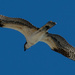 Osprey Over the Ocean! by rickster549