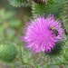 Thistle by sunnygreenwood