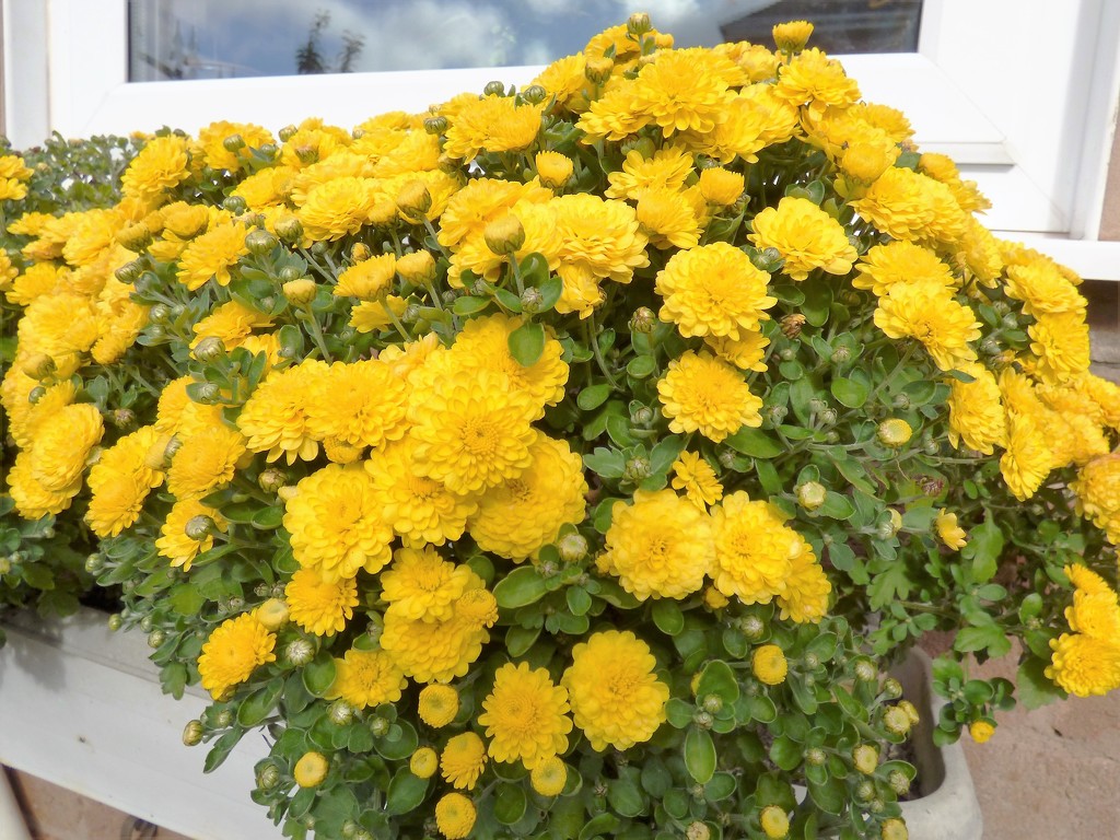 Mums -- the sign of Autumn  by beryl