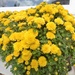 Mums -- the sign of Autumn  by beryl