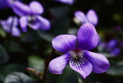 24th Sep 2016 - violets