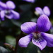 violets by kali66