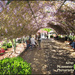 Laurel Bank gardens ~ Toowoomba by kerenmcsweeney